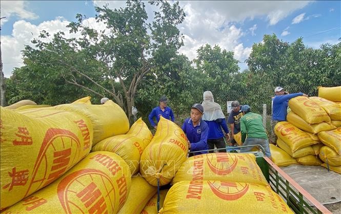 Giá lúa ở khu vực Đồng bằng sông Cửu Long tuần qua có sự biến động nhẹ