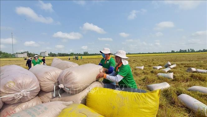 Giá xuất khẩu gạo giảm cùng chung xu hướng với các nhà xuất khẩu lớn nhưng xuất khẩu gạo của Việt Nam  2024 khả năng đạt kỷ lục mới