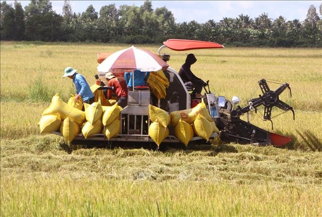 Xuất khẩu gạo 11 tháng đạt những kỷ lục mới với gần 8,5 triệu tấn với 5,31 tỷ USD