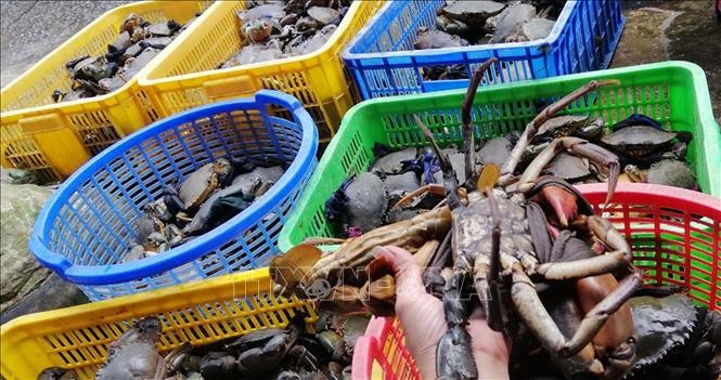 Trà Vinh: Nuôi cua biển lãi hơn 100.000 đồng/kg thương phẩm