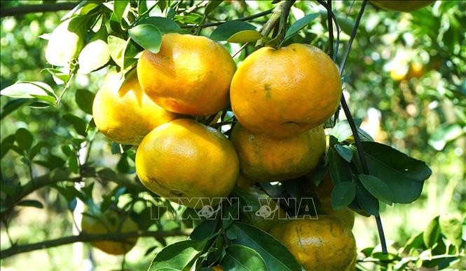 Đồng Tháp: Quýt hồng Lai Vung sẵn sàng cung ứng thị trường Tết