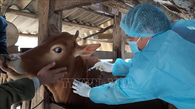 Ứng dụng tiến bộ mới trong lĩnh vực vaccine thú y tại Việt Nam