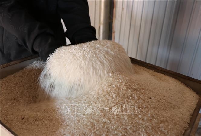 Giá gạo Việt Nam giảm xuống mức thấp nhất trong gần 2 năm