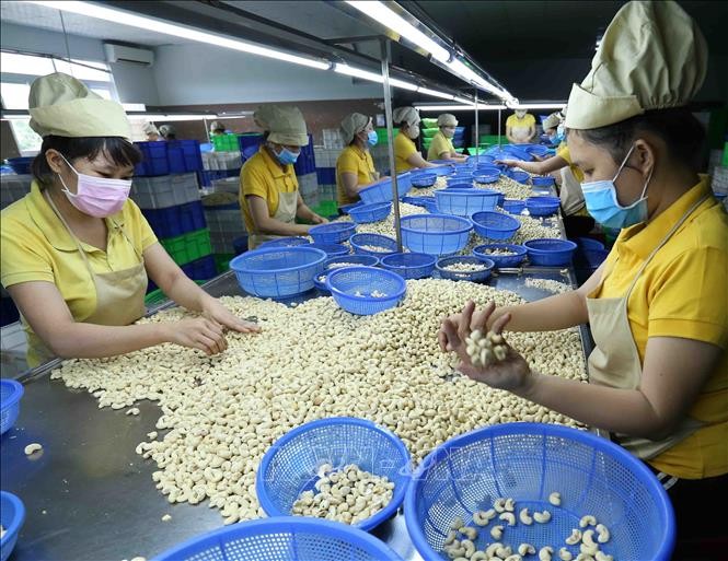 Ngành điều quyết giữ kỷ lục xuất khẩu