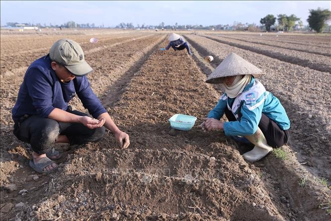 Nam Định: Nông dân xuống đồng đầu Xuân mới