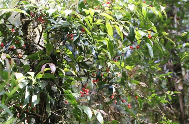 Lai Châu phát triển vùng chè cổ thụ trên địa bàn các huyện Tam Đường, Phong Thổ