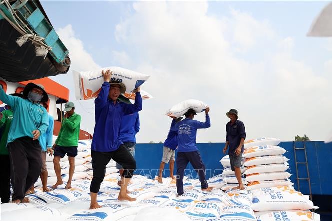 Lý do giá gạo xuất khẩu liên tục giảm sâu tạo áp lực lớn lên nông dân lẫn doanh nghiệp thu mua