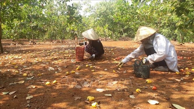 Bình Phước: Nhiều nhà vườn đối mặt với nguy cơ mất mùa