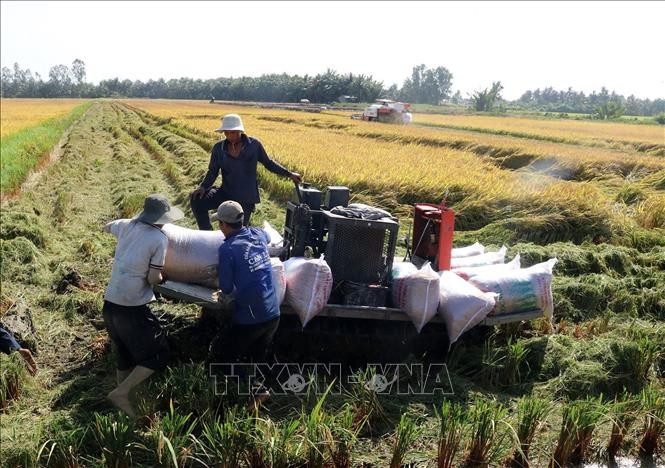 Kiên Giang bước đầu hình thành vùng chuyên canh lúa chất lượng cao và phát thải thấp