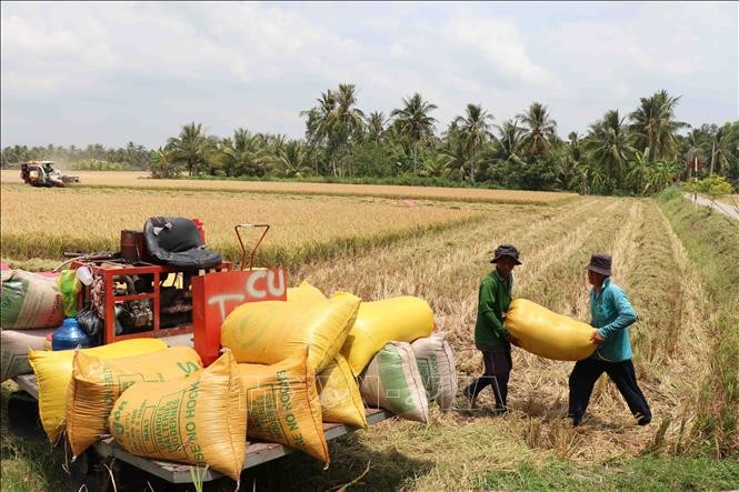 Thị trường nông sản: Giá lúa, gạo giảm nhẹ