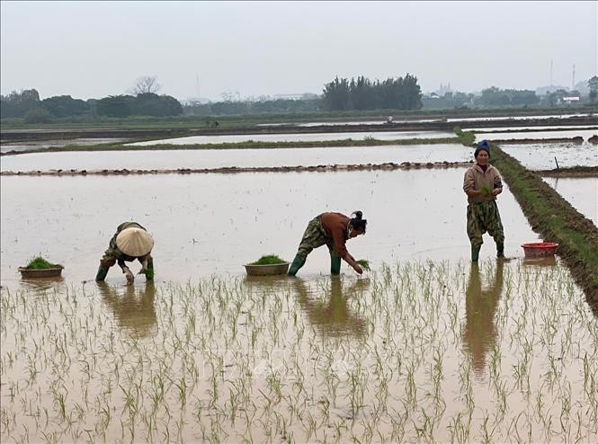 Hà Nội đưa tiến bộ kỹ thuật vào sản xuất nông nghiệp thích ứng biến đổi khí hậu