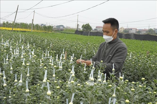 Hà Nội: Phát triển bền vững các vùng sản xuất nông nghiệp tập trung
