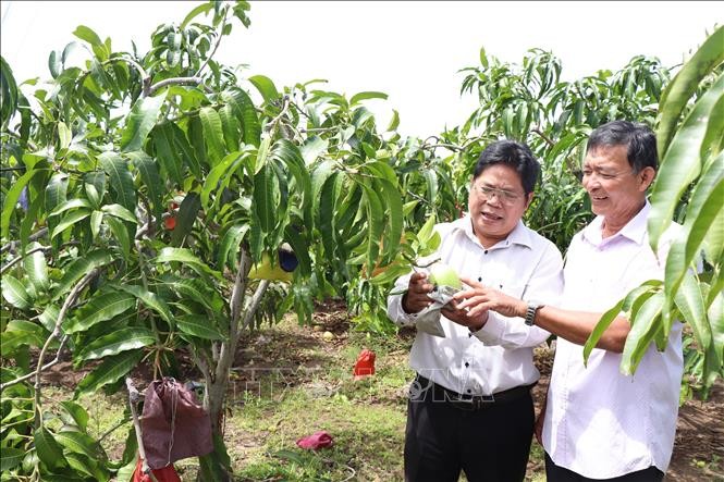 Bến Tre: Trồng xoài tứ quý trên đất giồng cát ven biển thu lãi cao
