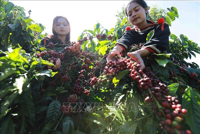 Đắk Lắk: Lễ hội Cà phê Buôn Ma Thuột lần thứ 9 kỳ vọng nâng tầm giá trị cà phê Việt