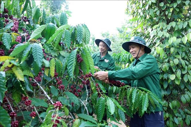 Cà phê đặc sản Việt Nam đang trên đà phát triển vươn tầm thế giới