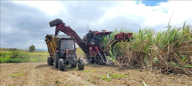 Gia Lai: Đẩy nhanh thu mua mía nguyên liệu cho người dân trước nắng hạn