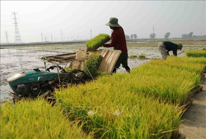 Hà Nội: Phòng chống sâu bệnh gây hại cây trồng vụ Xuân
