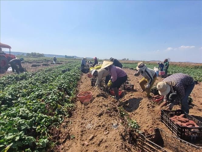 Gia Lai: Nông dân huyện Phú Thiện trồng khoai lang lãi từ 130-150 triệu đồng/ha
