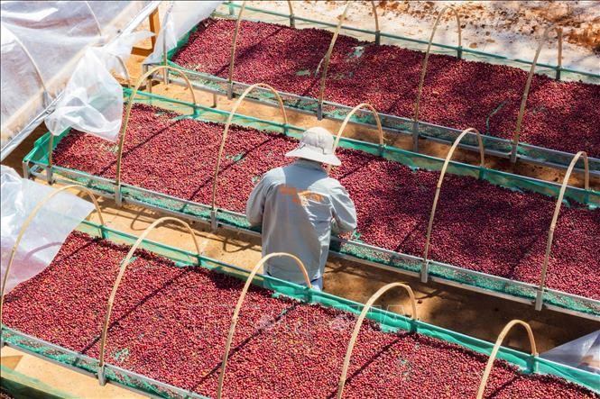Gia Lai: Phát triển cà phê đặc sản thay vì chỉ xuất khẩu thô