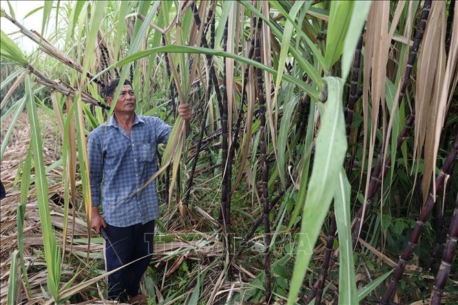 Bà Rịa-Vũng Tàu: Nông dân lo lắng vì sắn, mía ế