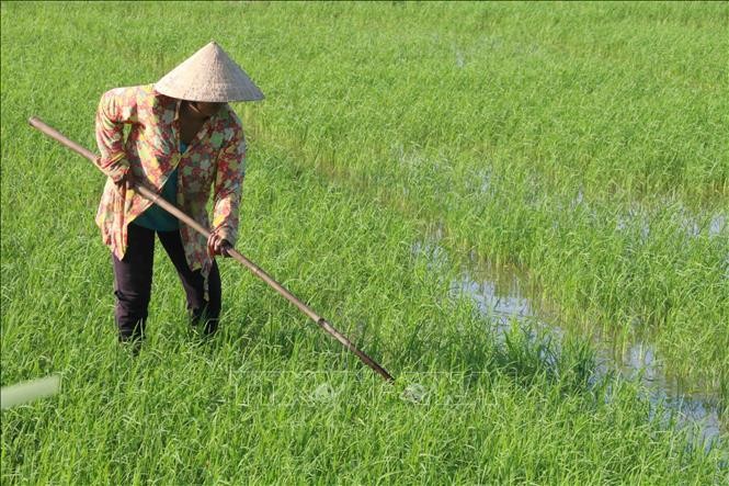 Trà Vinh: Hiệu quả kinh tế từ trồng lúa giảm phát thải