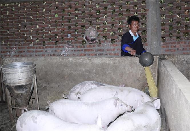 Yên Bái: Người dân thận trọng tái đàn dù giá lợn tăng