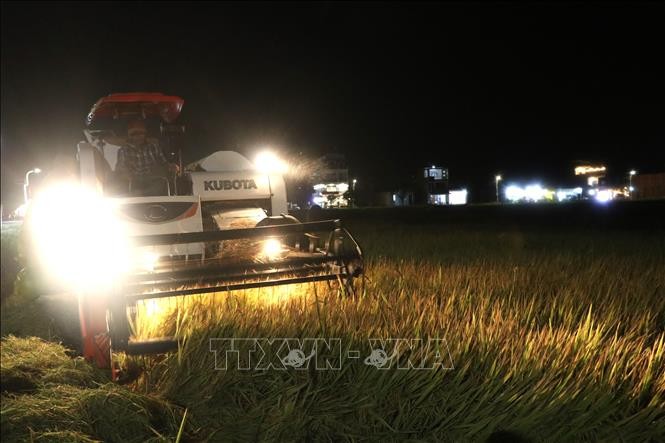 Phú Yên: Nông dân khắc phục thời tiết bất lợi, thay đổi thói quen thu hoạch nông sản 