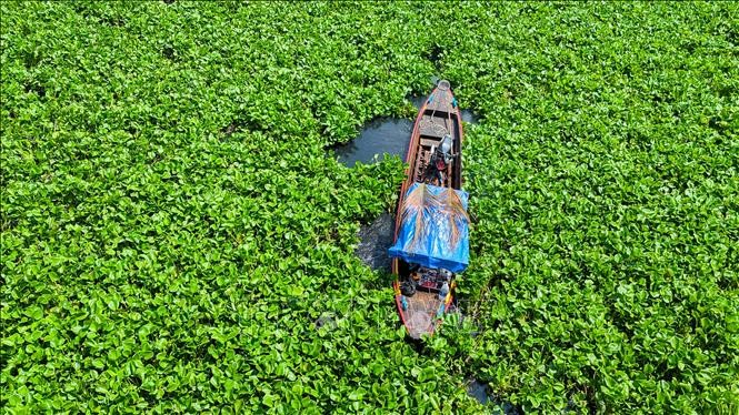 Người dân khốn đốn vì nước sông Vàm Cỏ Đông chuyển màu đen bất thường