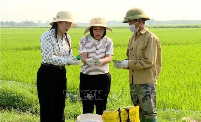 Ninh Bình: Khuyến cáo phòng trừ sinh vật gây hại, bảo vệ cây trồng vụ Đông Xuân