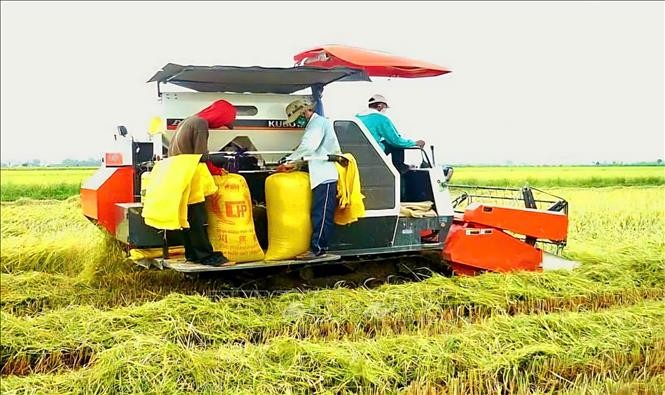 Thị trường nông sản: Giá lúa, gạo ổn định