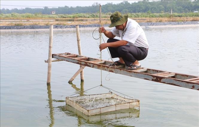 Sóc Trăng khuyến nghị phòng bệnh cho tôm nuôi khi nắng nóng và mưa xen kẽ