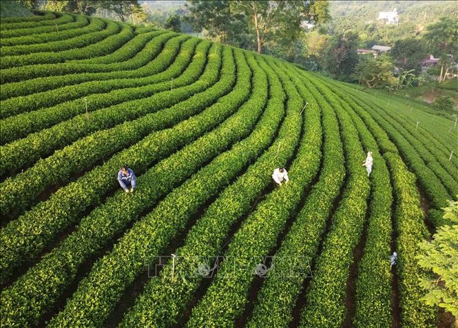 Giải pháp hút nguồn nhân lực cao cho hợp tác xã, yếu tố then chốt cho sự phát triển bền vững