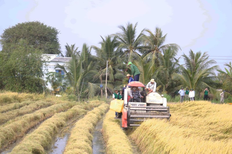 Doanh nghiệp xuất khẩu lẫn người trồng lúa phấn khởi khi giá gạo xuất khẩu tăng trở lại