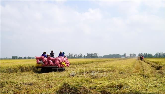 Kiên Giang: Canh tác lúa thông minh cho lợi nhuận hơn 35 triệu đồng/ha