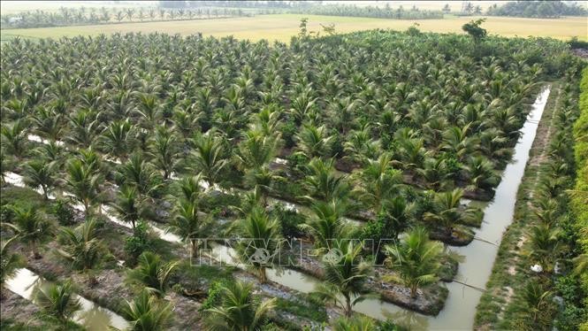 Cơ hội hình thành siêu vùng nguyên liệu, phát triển hệ sinh thái kinh tế dừa tỉnh Vĩnh Long mới