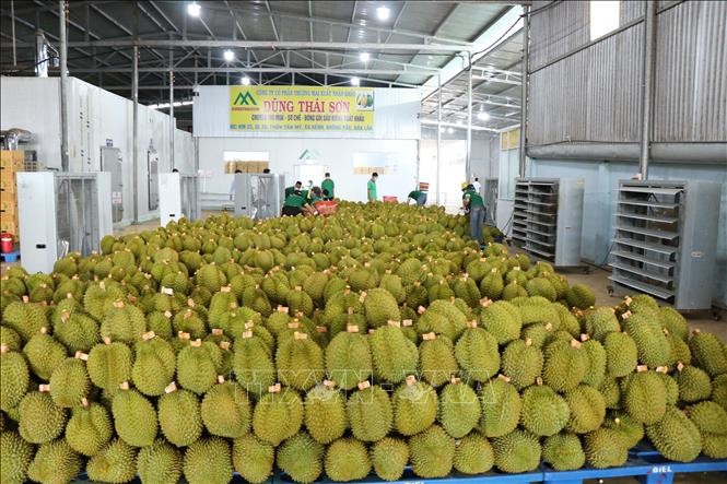Ưu tiên thông quan ngay với hàng hóa xuất khẩu là nông lâm thủy sản và sầu riêng