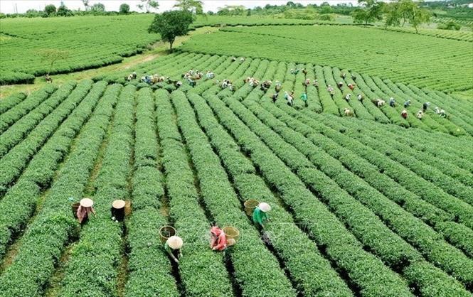 Ngành Ngân hàng khơi dòng vốn xanh, tiếp sức nông nghiệp chuyển đổi mô hình