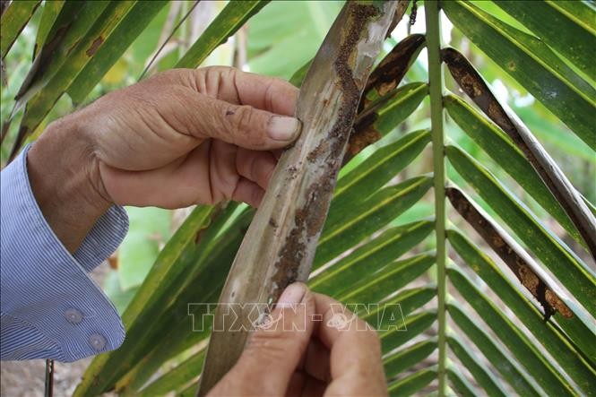 Trà Vinh: Sâu đầu đen hại dừa lây lan nhanh