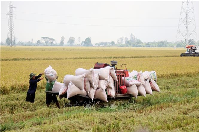 Cần Thơ: Giá lúa Hè Thu không cao, nông dân lợi nhuận thấp