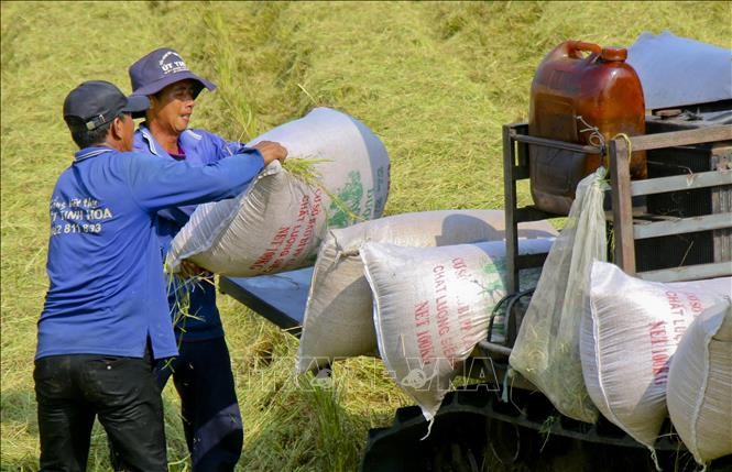 Giá gạo xuất khẩu giảm gần 19% trong 5 tháng đầu năm 2025