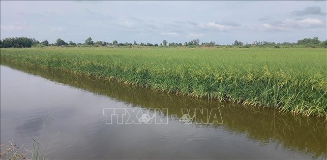 Bạc Liêu: Liên kết chuỗi phát triển bền vững ngành hàng lúa gạo