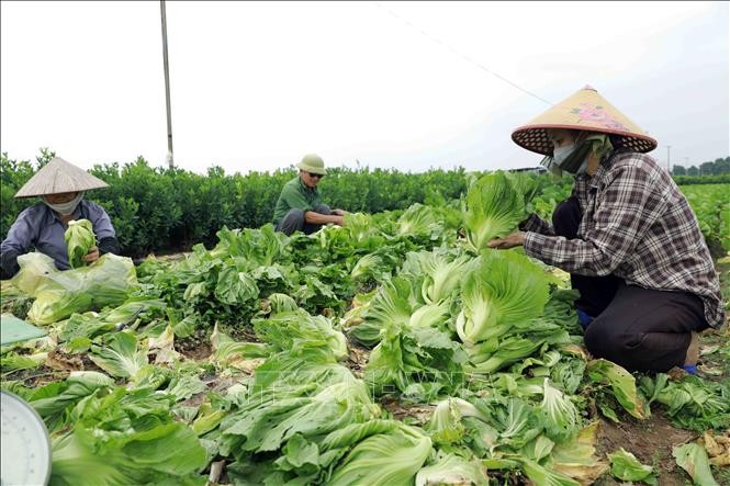 Hà Nội thực hiện chính quyền hai cấp trong nông nghiệp, môi trường