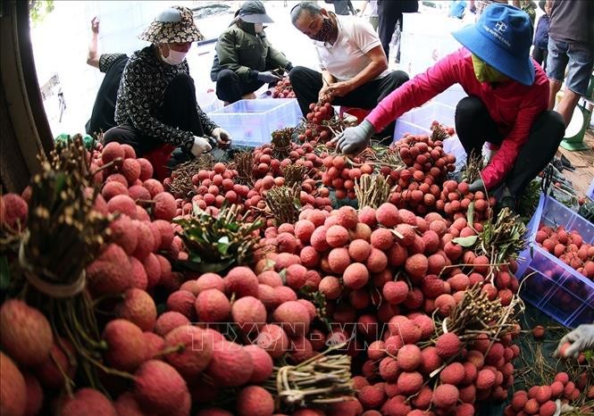 Bắc Ninh: Sáng tạo trong xúc tiến tiêu thụ vải thiều
