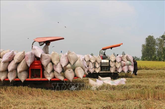 Thị trường nông sản: Giá lúa, gạo đều giảm