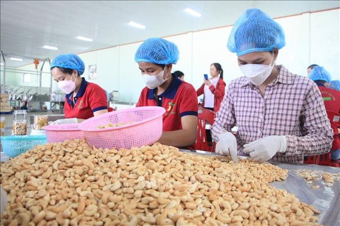 Xúc tiến mở rộng thị trường mới xuất khẩu hạt điều 6 tháng cuối năm