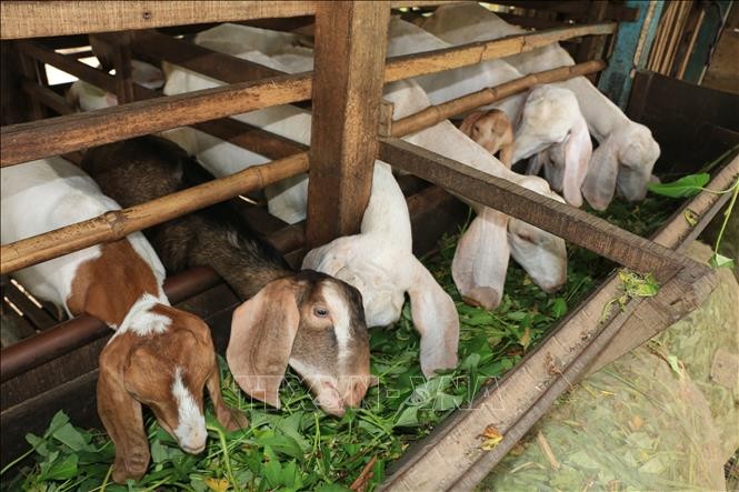 Đồng Tháp: Giá dê thịt tăng, người nuôi yên tâm phát triển đàn