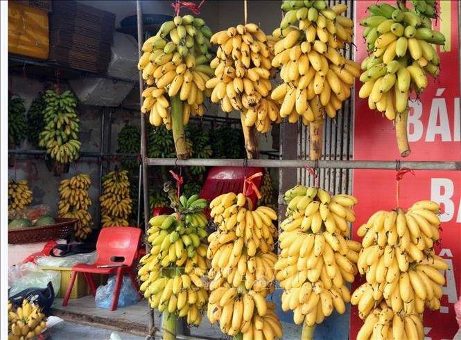 Ninh Bình: Phát triển đặc sản chuối ngự Đại Hoàng