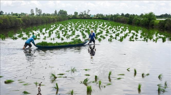 Ngành lúa gạo Việt Nam đang có bước chuyển giảm phát thải ròng bằng 0 vào năm 2050