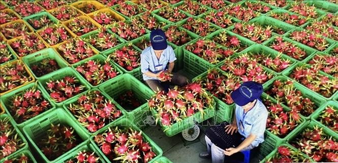 Thủ tướng chỉ đạo gỡ vướng cho thanh long, hồ tiêu xuất khẩu