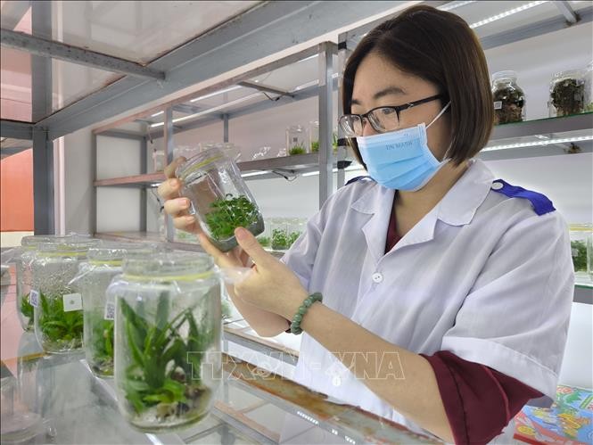 Vĩnh Long: Ứng dụng công nghệ nuôi cấy mô trong sản xuất cây giống, hoa kiểng quy mô lớn